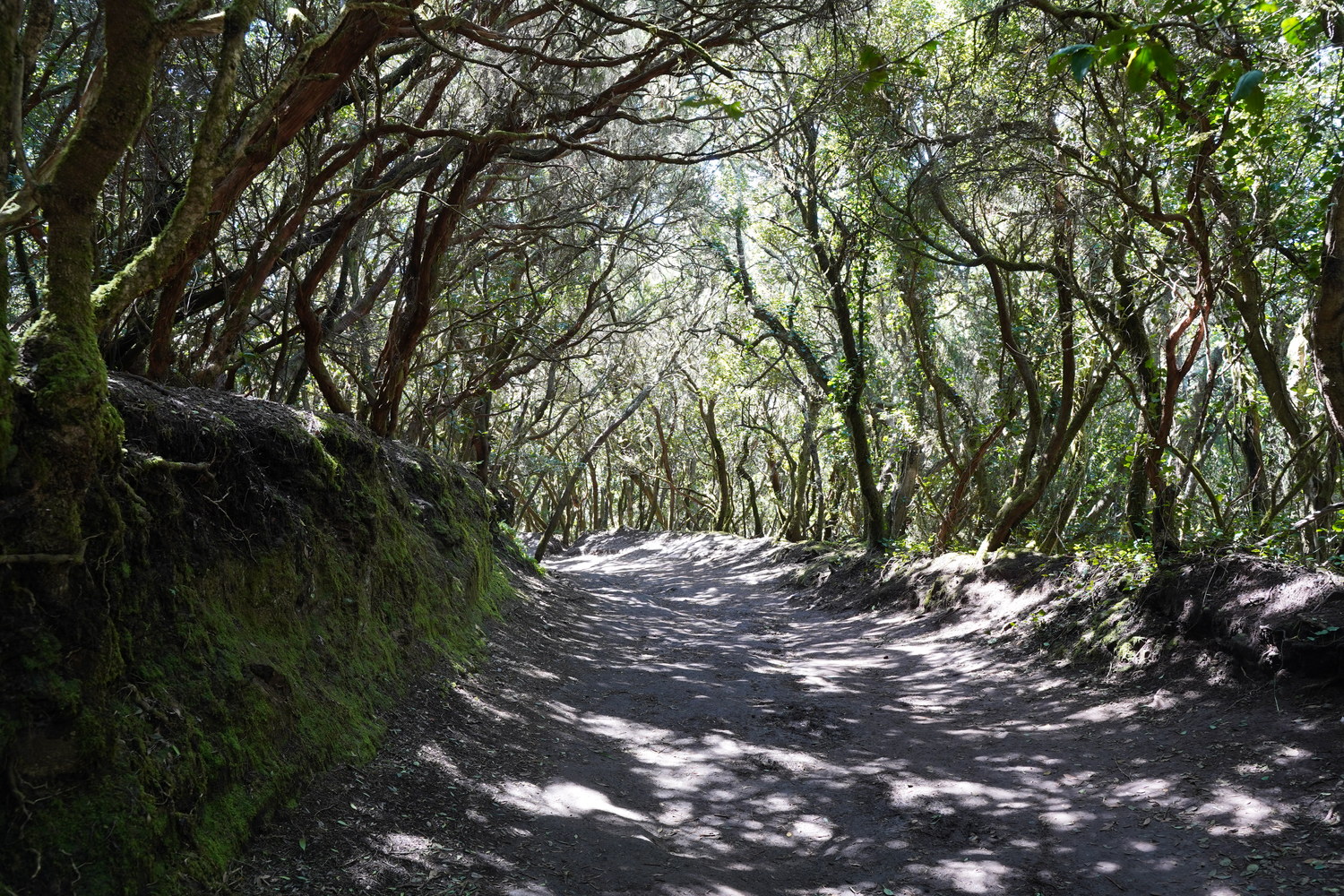 nature parks in tenerife