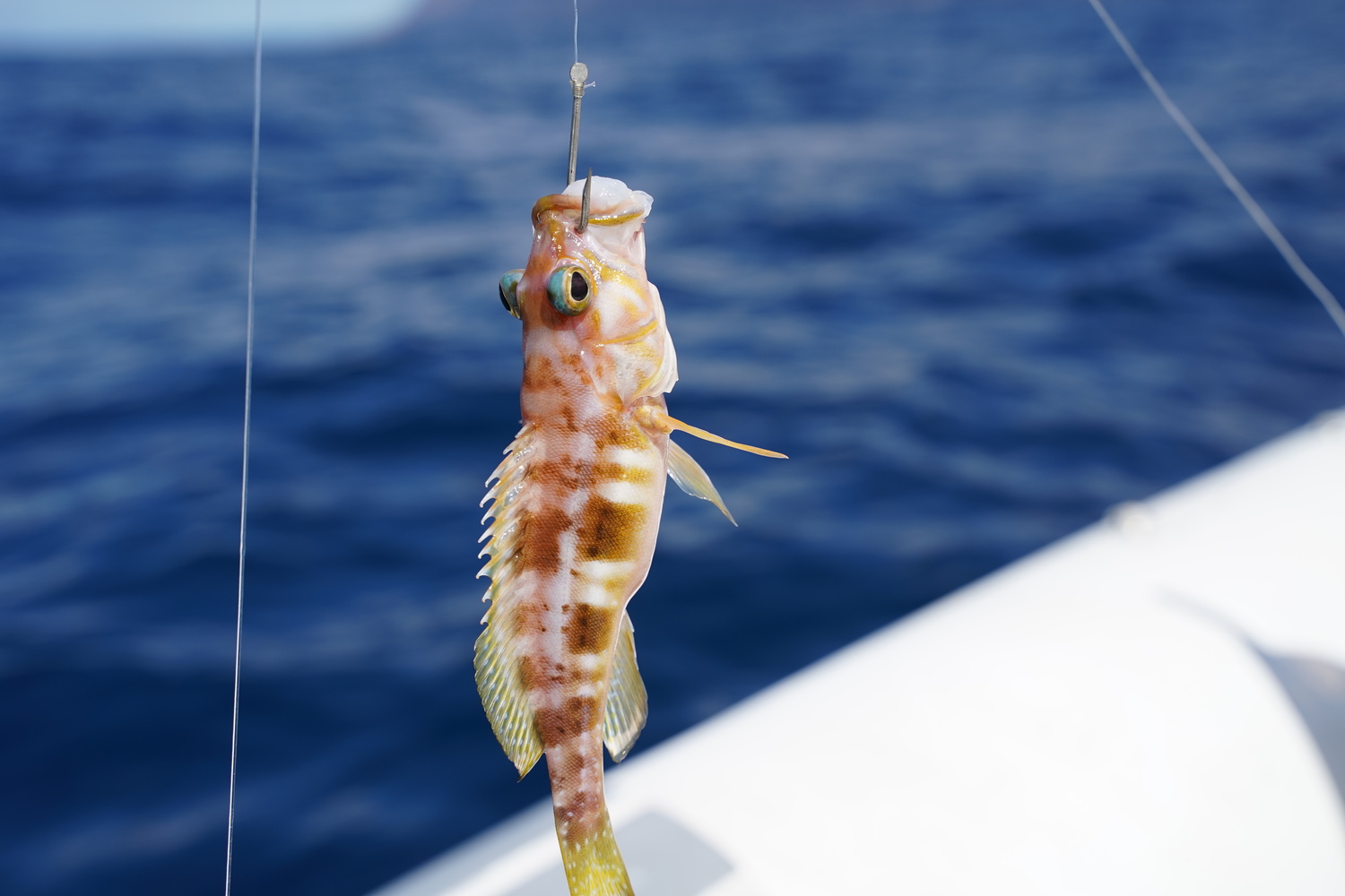 fishing in tenerife