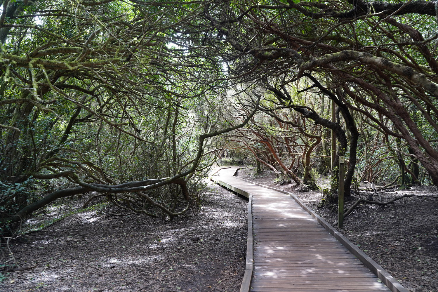 tenerifes nature parks