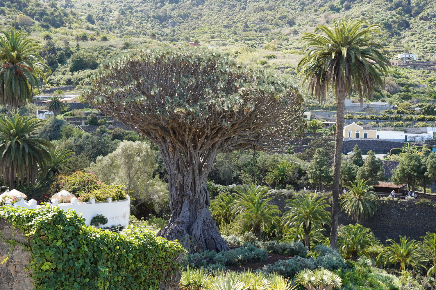 dragon tree in tenerife